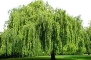 Dvostruke biljke Dvostruke biljke